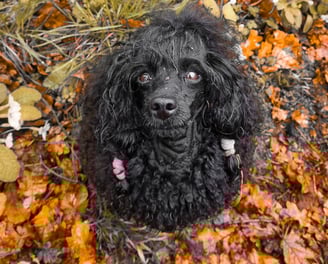 Caniche toy à l'élevage Des Rives De Riss