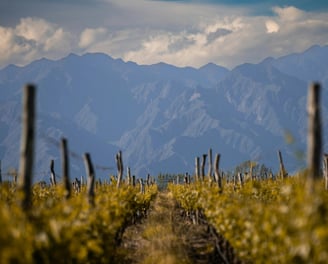 Cafayate