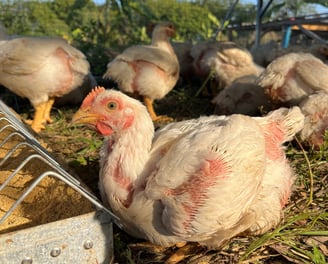 pasture poultry feeding