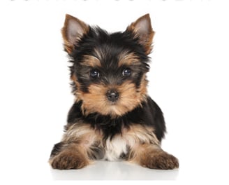 yorkie breeder in chicago Illinois