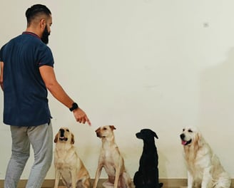 Happy family moment with all four Pawdashians dogs enjoying playtime