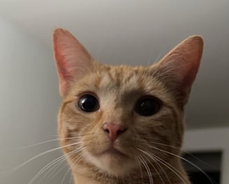 Orange Cat Looking into Camera 