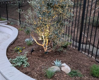 Coastal California plants