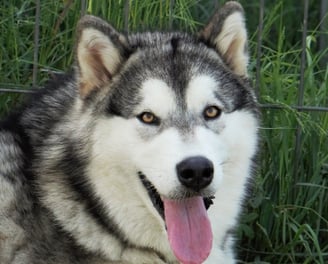 alaskan malamute grigio lupo bianco, wolf grey