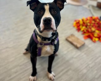 a black and white dog sitting on the floor in a room and looking towards you with soft eyes