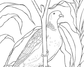 Download Gratuito - Pomba-asa-branca - Para Colorir - Coleção Aves Daqui.