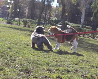 paseo de perros providencia