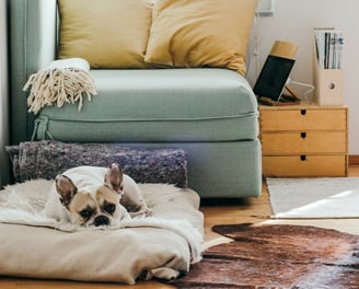 Hund i ett radon hus