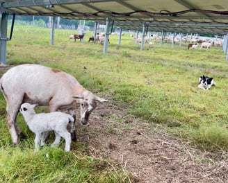 Lamb and ewe underneath solar panels