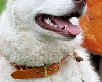 chien, herbe, bois, husky