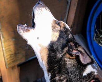 éducateur canin chien