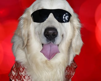 Asteroid Jr. – rescued golden dog with a heart of gold, Chief Cuteness Officer at Cosmic Pet Care
