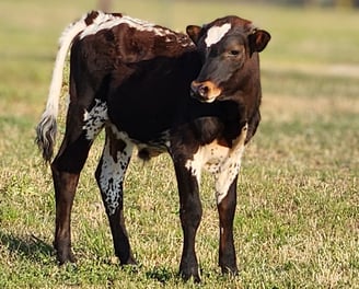 Miniature longhorn Jr. Bull