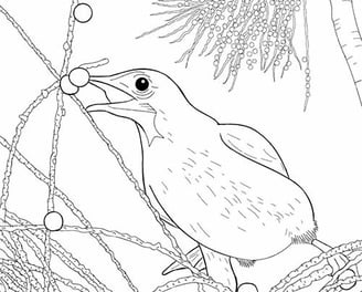 Download Gratuito - Araponga - Para Colorir - Coleção Aves Daqui.