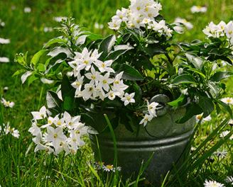 A Perfumed Garden  - SPRING FLOWERS