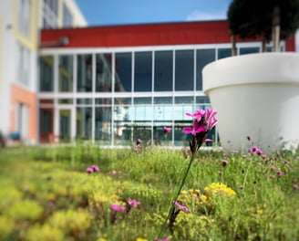 Stay2Munich Blumenwiese 4