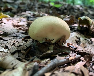 noch ein Pilz