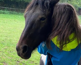 Calin entre un cheval et une femme - médiation équine