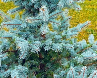 Baby Blue Eyes Spruce 10 gallon tree