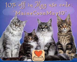 Maine coon cats with at discount code to use on kittysrawrstore.co.uk