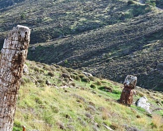 a wooden fence post with a wooden post in the foreground the petrified forest lesbo island in greece