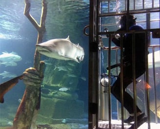 a man in a cage with sharks long island aquarium