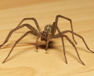 aranha marrom