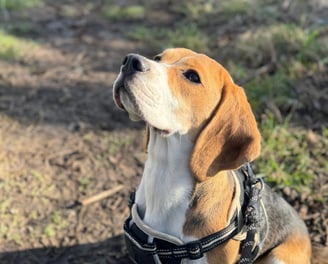 beagle at Birstwith Barkyard, a doggy daycare centre in harrogate.