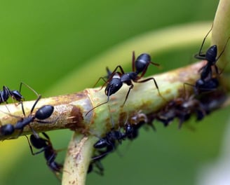 Entreprise de désinsectisation des fourmis à Valence