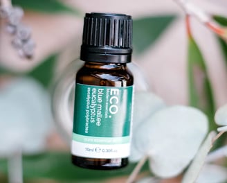eucalyptus essential oil