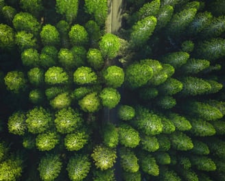 Photo d'une forêt vue de dessus