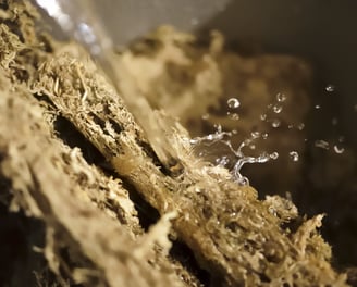 Watering sphagnum moss