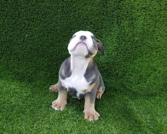 English bulldog