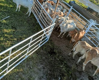 a herd of cattle