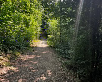 Chemin ombragé dans le parc du bois Vidal à Aix les Bains