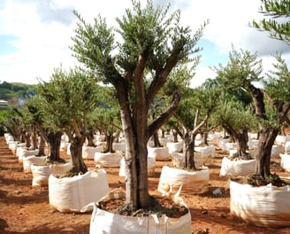 oliveiras centenarias voce encontra aqui na são paulo plantas - campinas sp e dona euzébia mg
