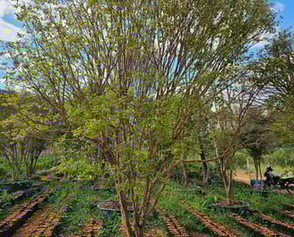 jaboticabas produzindo voce encontra aqui na são paulo plantas - campinas sp e dona euzébia mg