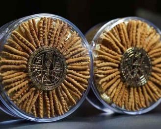 “Close-up view of premium Tibetan cordyceps neatly arranged in round transparent packaging, showcasing the meticulous care an