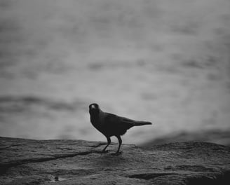 corvo preto em cima de uma pedra. fundo de uma praia com blur