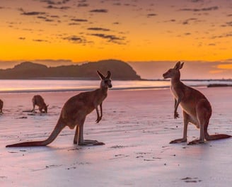 a kangaroo and kangaroos on the beach at sunset