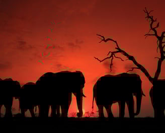 a herd of elephants standing in a field at sunset