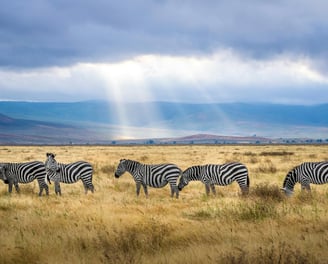 a herd of zebras grazing in the grass