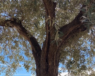 Olive tree with sunlight filtering through leaves, coastal landscape in background.