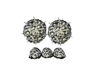 Conjunto de Flores B Luxo consolare