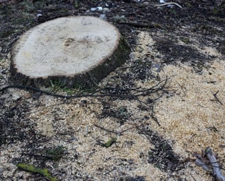 Port Elizabeth Tree Stump Removal