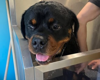 Photo de chien dans le dog wash