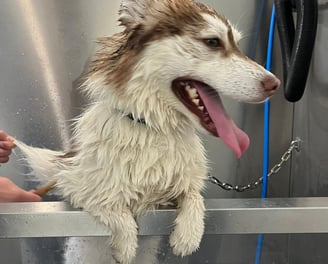 Photo de chien dans le dog wash
