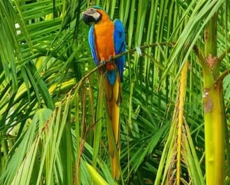 a colorful parrot sitting on a tree branch