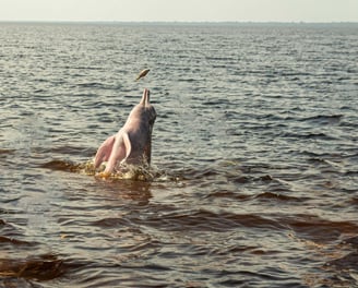 a dolphin in the water with a fish in the water