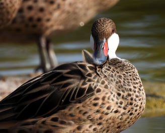 Bahama pintail, ducks Bahamas, bird watching bahamas